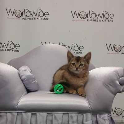 Abyssinian kittens for Sale, Long Island NY